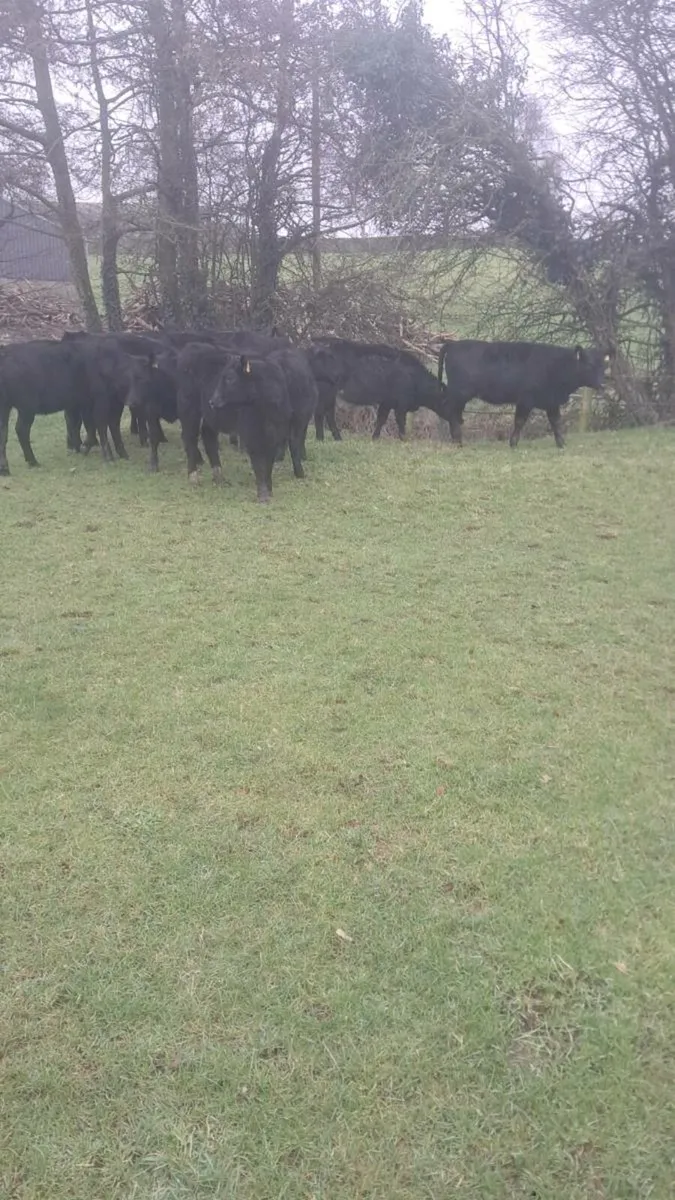 Angus heifers - Image 3