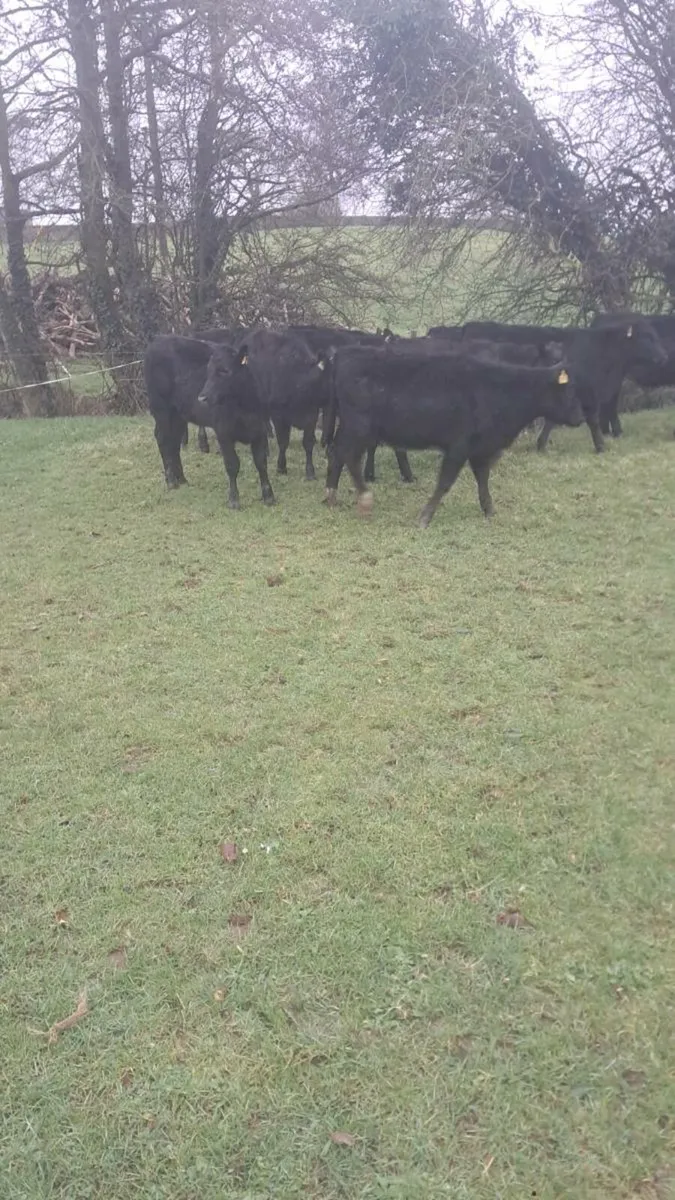 Angus heifers - Image 4