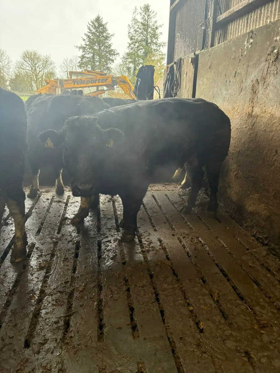 Castlerea mart the 15th 10 forward culls - Image 1