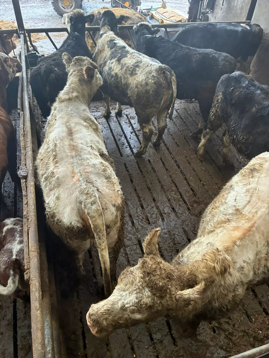 Castlerea mart the 15th 10 forward culls - Image 2