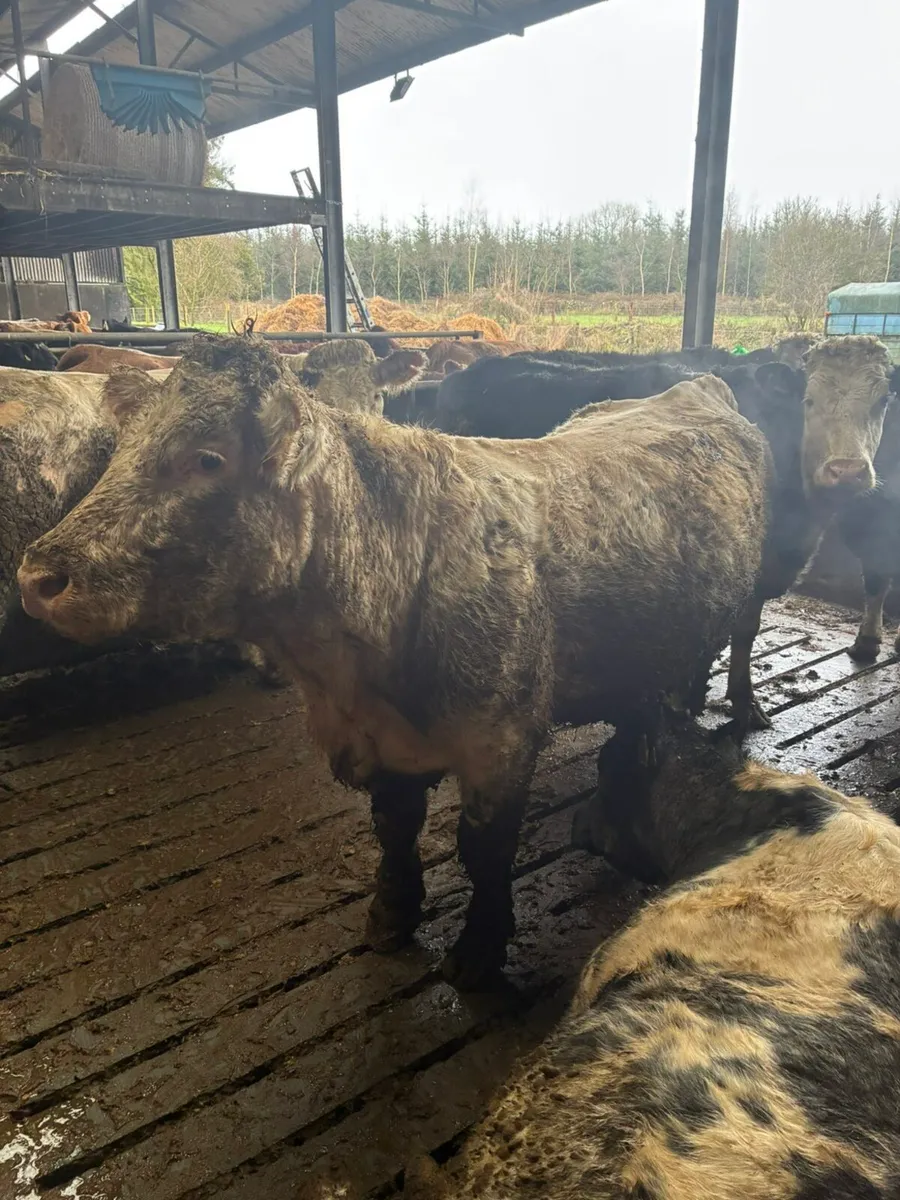 Castlerea mart the 15th 10 forward culls - Image 4