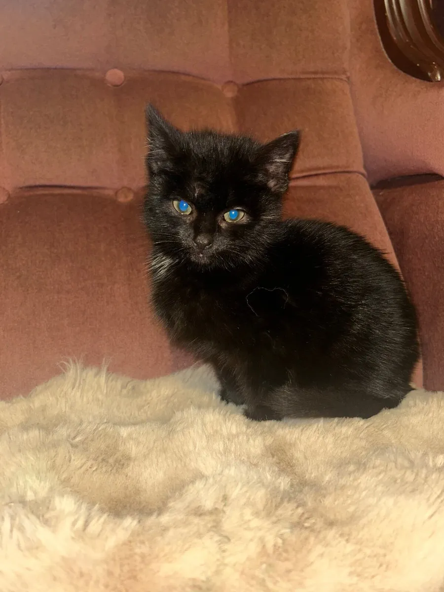 Kitten - Image 3