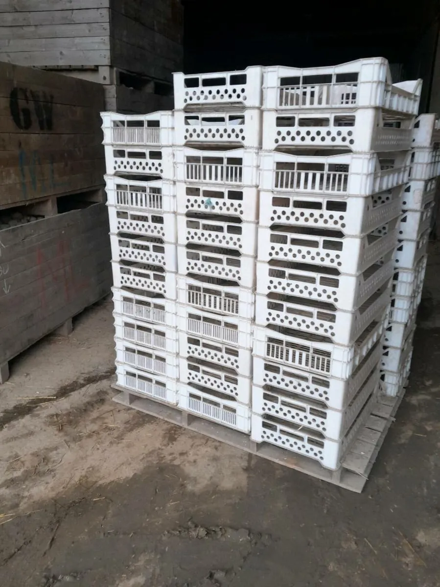 Plastic sprouting trays - Image 2