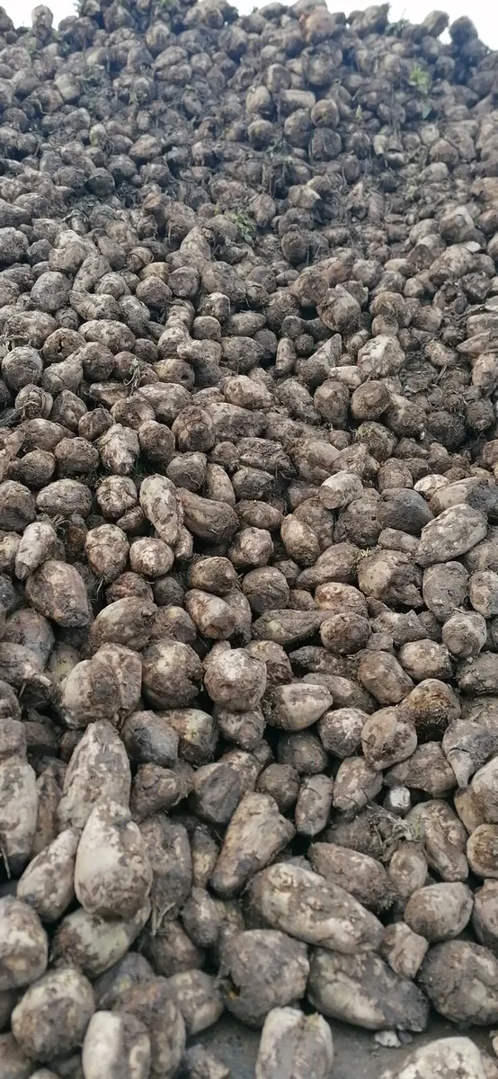 Fodder beet and maize silage