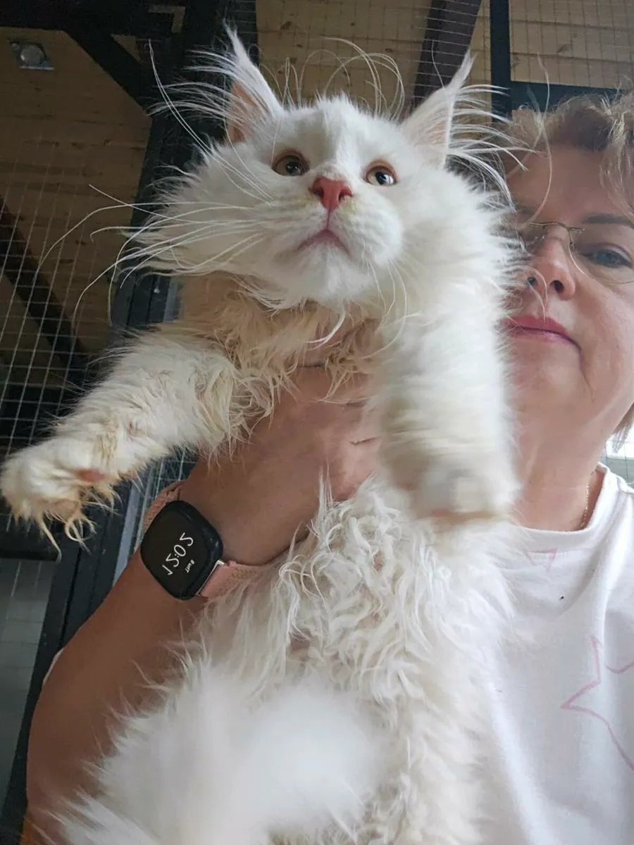 Maine Coon boy TICA registered - Image 1