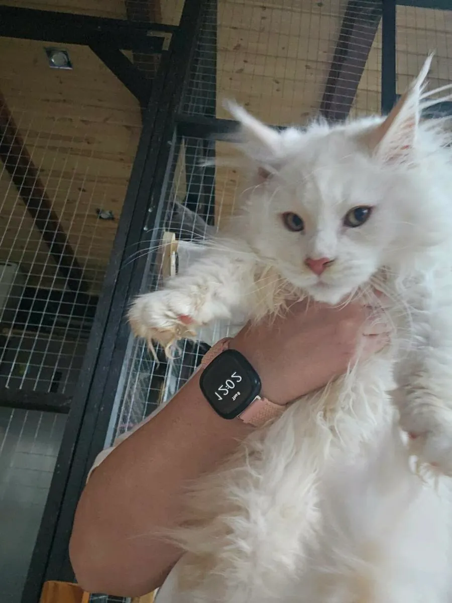 Maine Coon boy TICA registered - Image 2