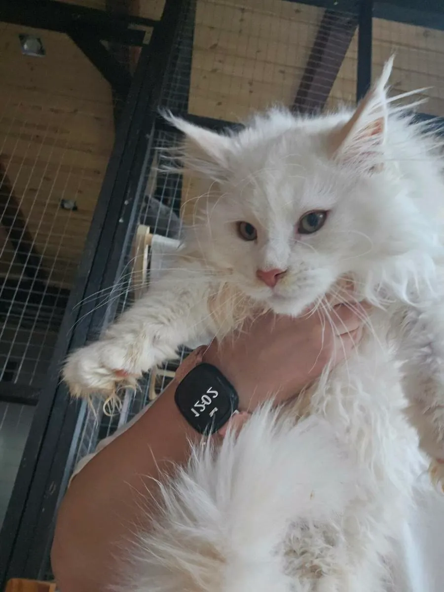 Maine Coon boy TICA registered - Image 3