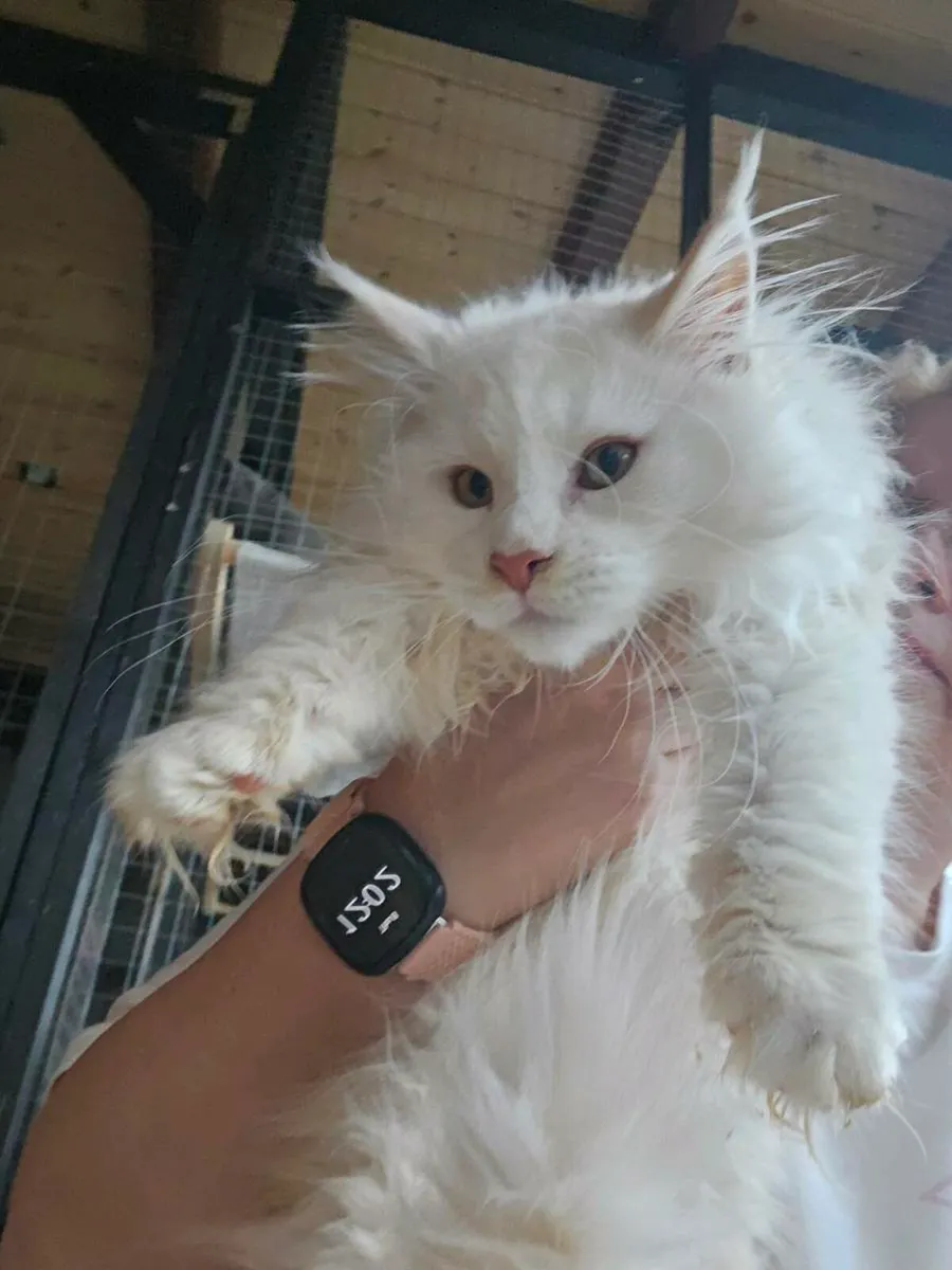 Maine Coon boy TICA registered - Image 4