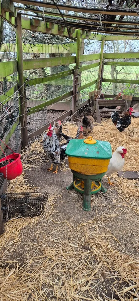 Swedish flower hen rosters - Image 1