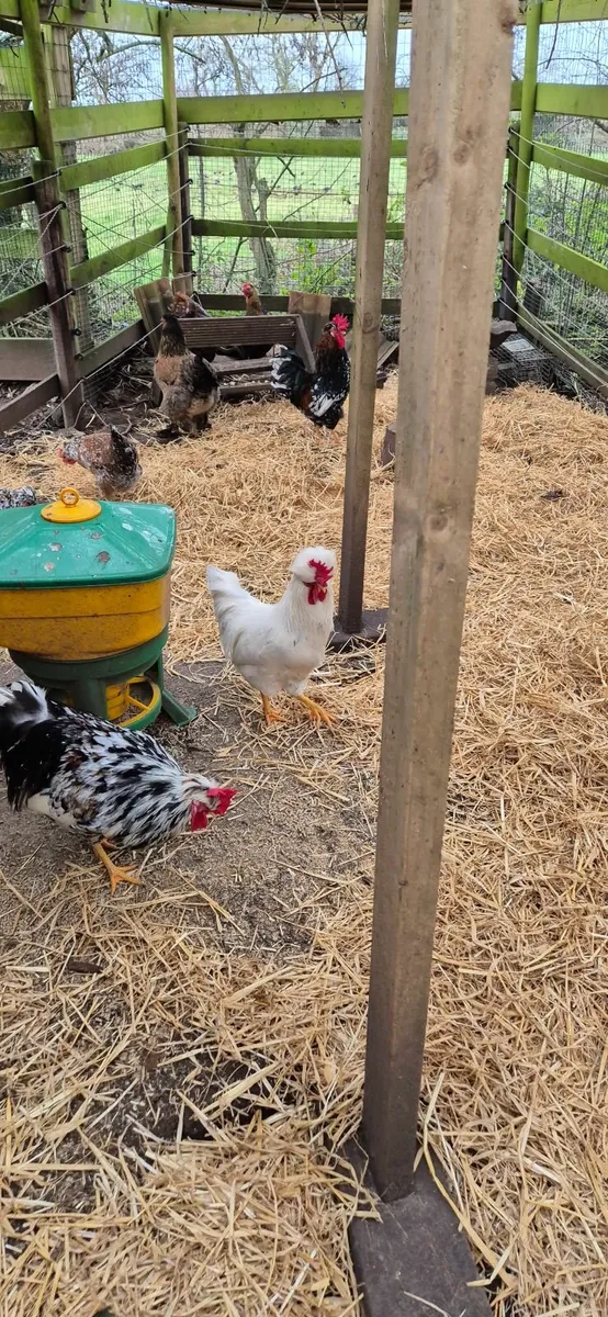 Swedish flower hen rosters - Image 2