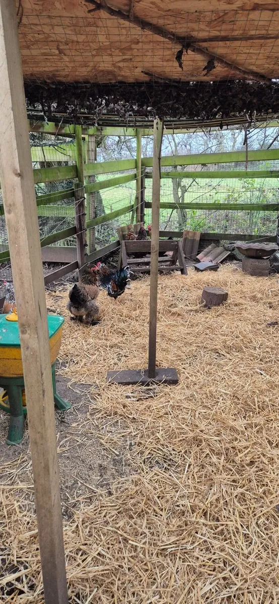 Swedish flower hen rosters - Image 3