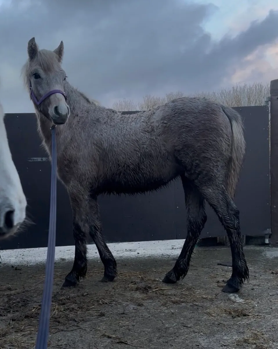 Connemara pony foal - Image 1