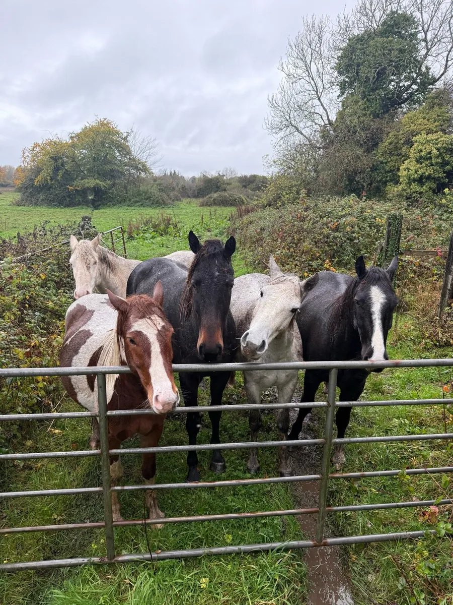 4 yr old geldings - Image 1