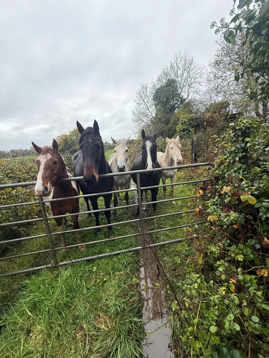 4 yr old geldings - Image 2