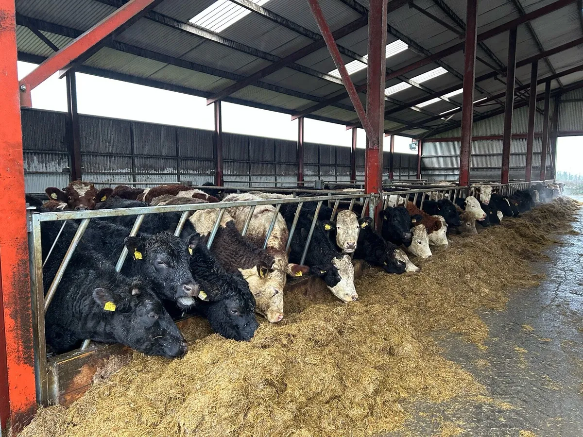 2 year old Angus and Whitehead bullocks - Image 1