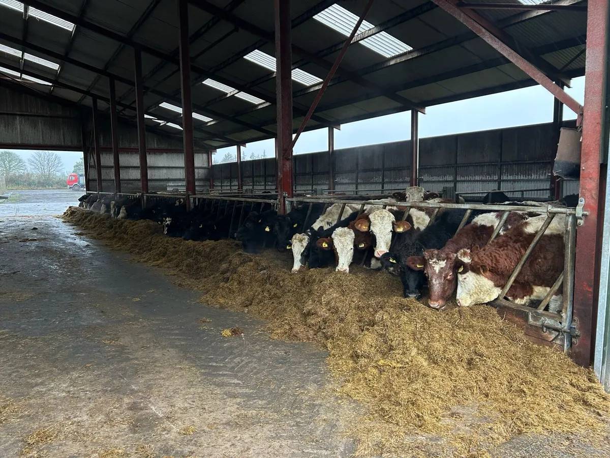 2 year old Angus and Whitehead bullocks - Image 2