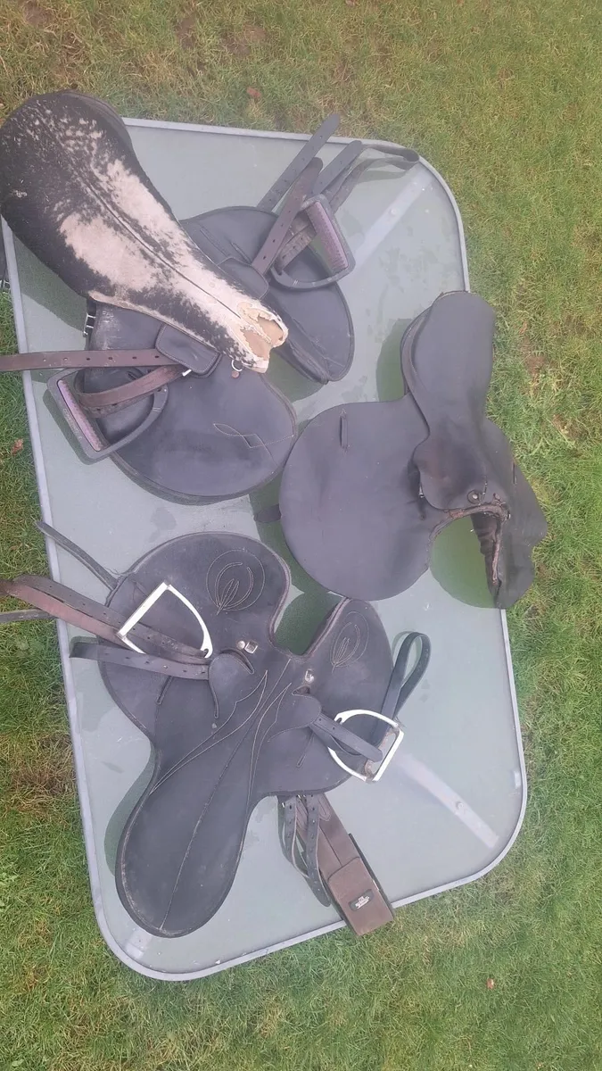 Exercise racing saddles - Image 1