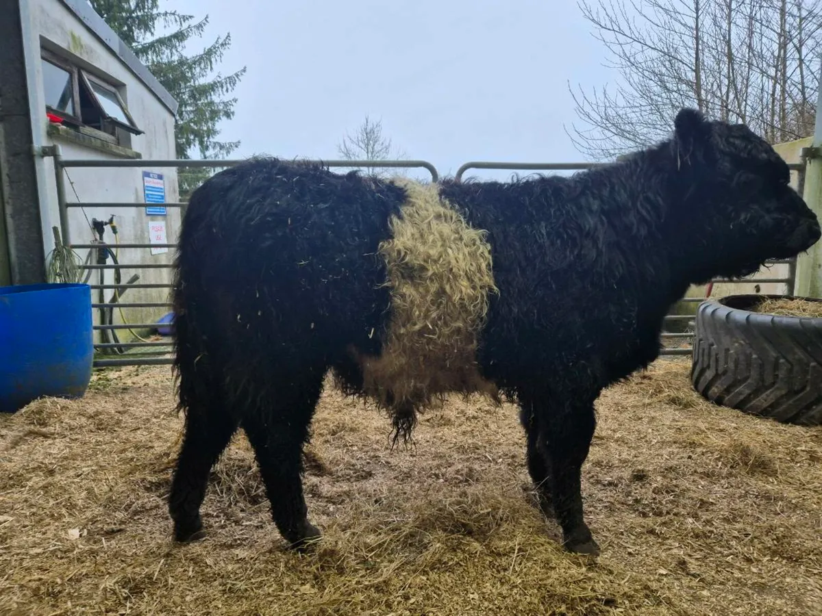 Organic Belted Galloway weanlings - Image 1