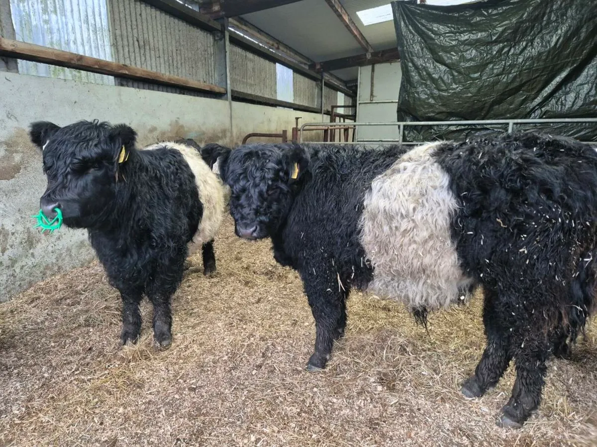 Organic Belted Galloway weanlings - Image 2