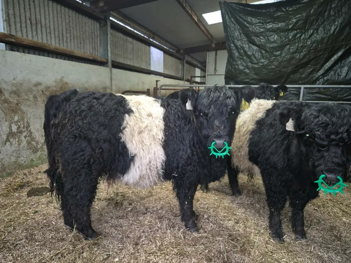Organic Belted Galloway weanlings - Image 3