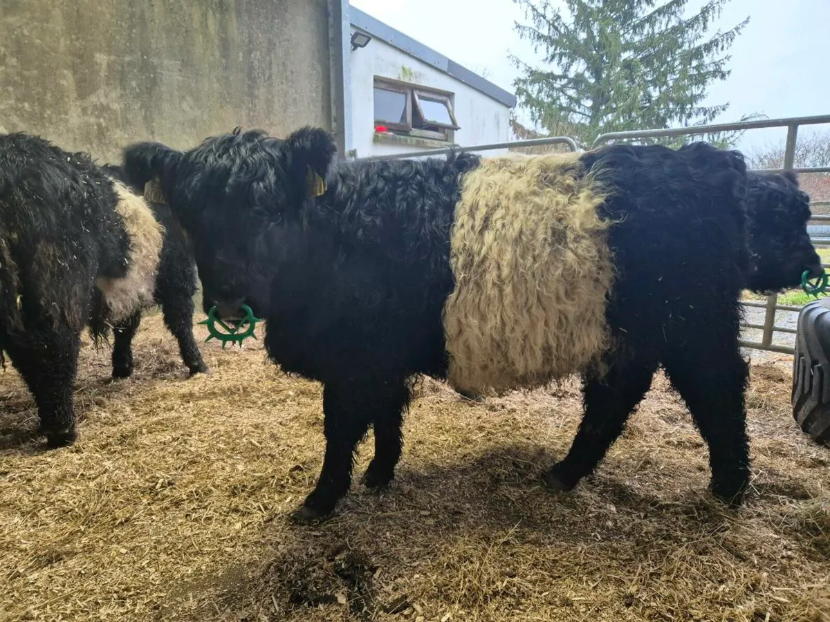 Organic Belted Galloway weanlings - Image 4