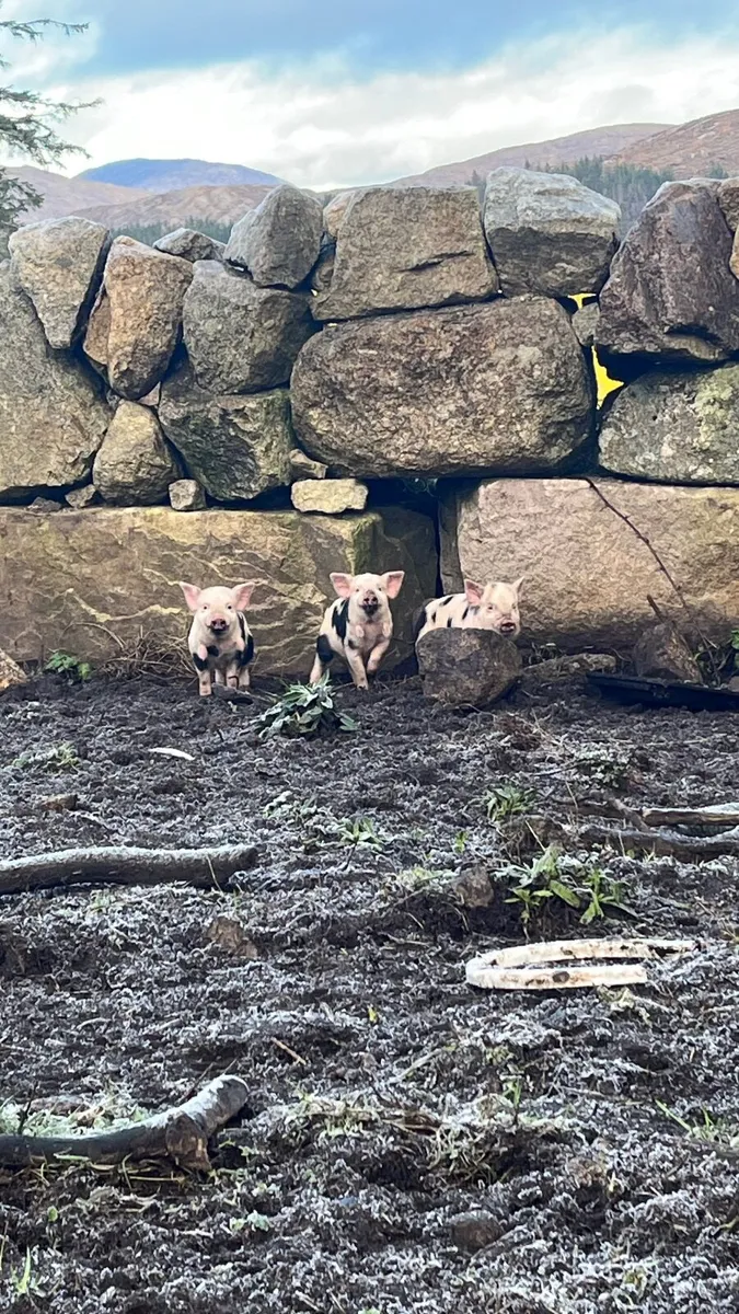 Kunekune Piglets - Image 1
