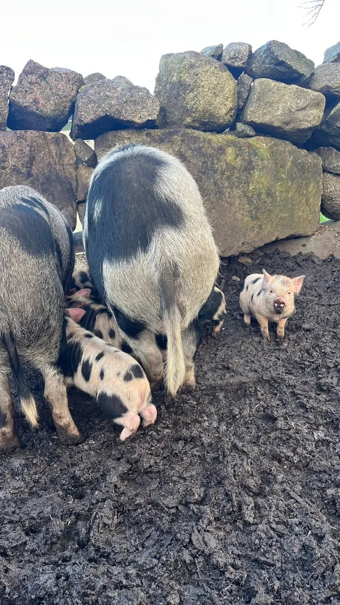 Kunekune Piglets - Image 2