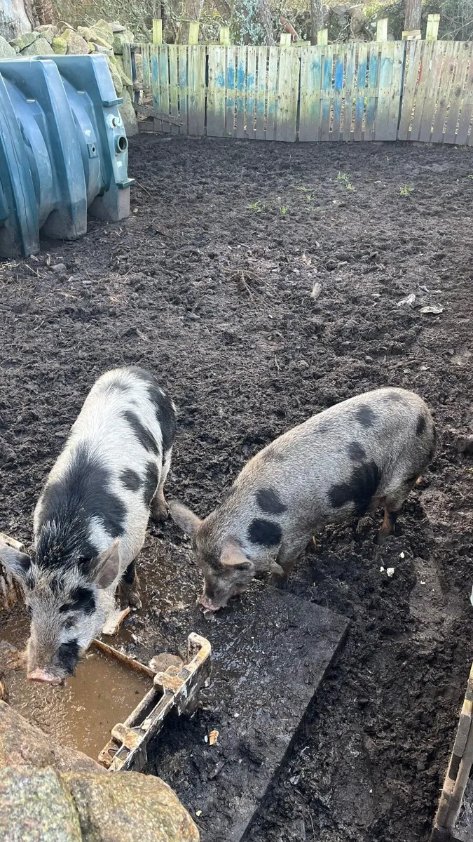 Kunekune Piglets - Image 3