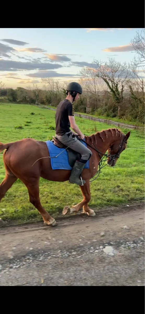 Breaking & Training - Image 4