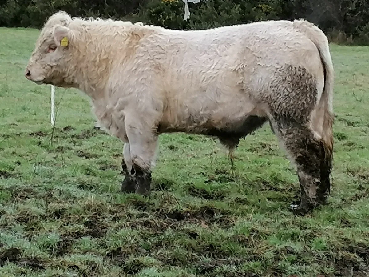 Pedigree Charolais bull - Image 2