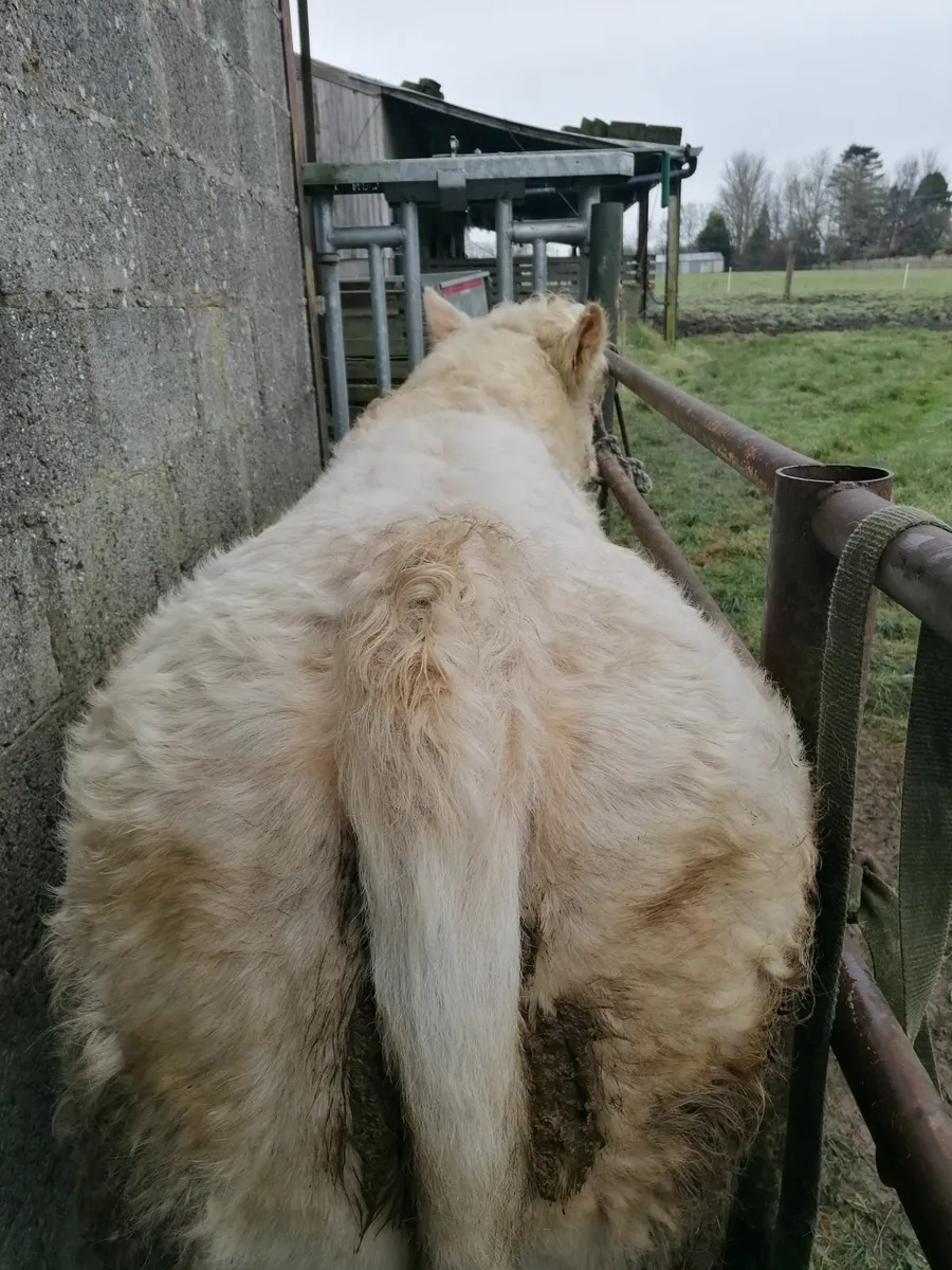 Pedigree Charolais bull - Image 3