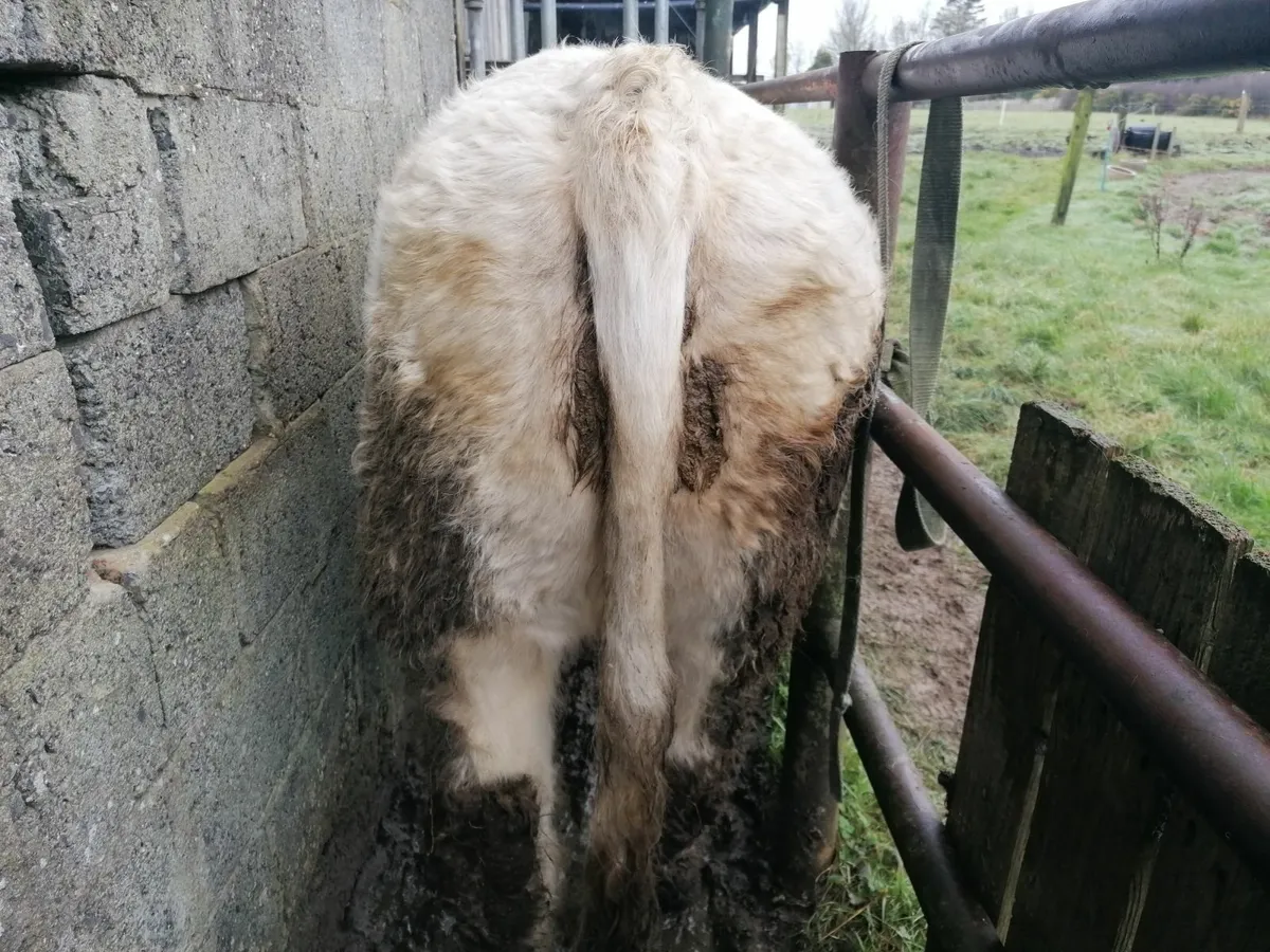 Pedigree Charolais bull - Image 4