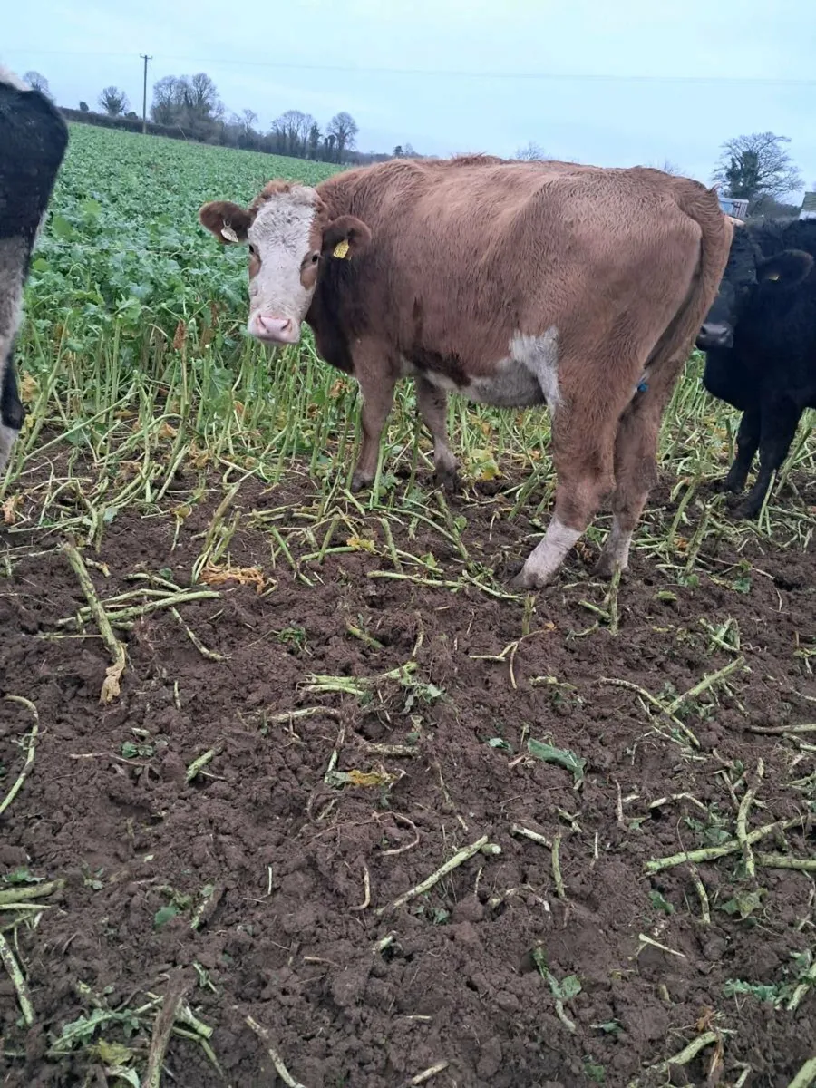 8 young empty cows - Image 3