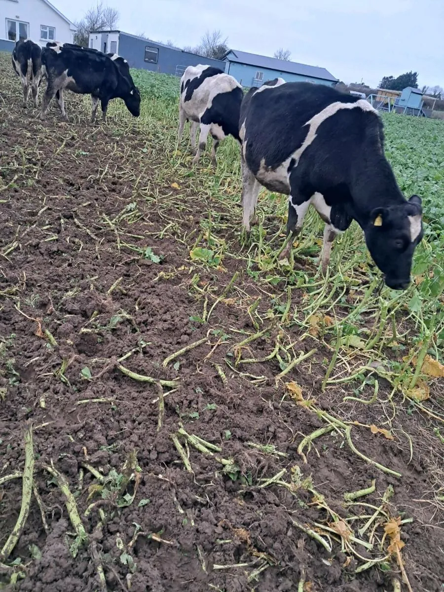 8 young empty cows - Image 1