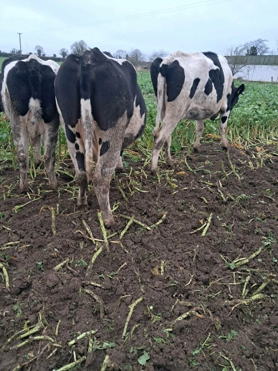 8 young empty cows - Image 4