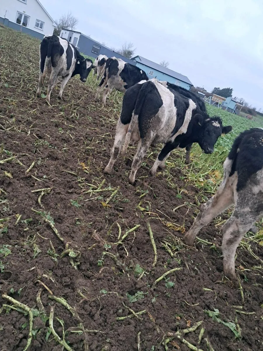 8 young empty cows - Image 2