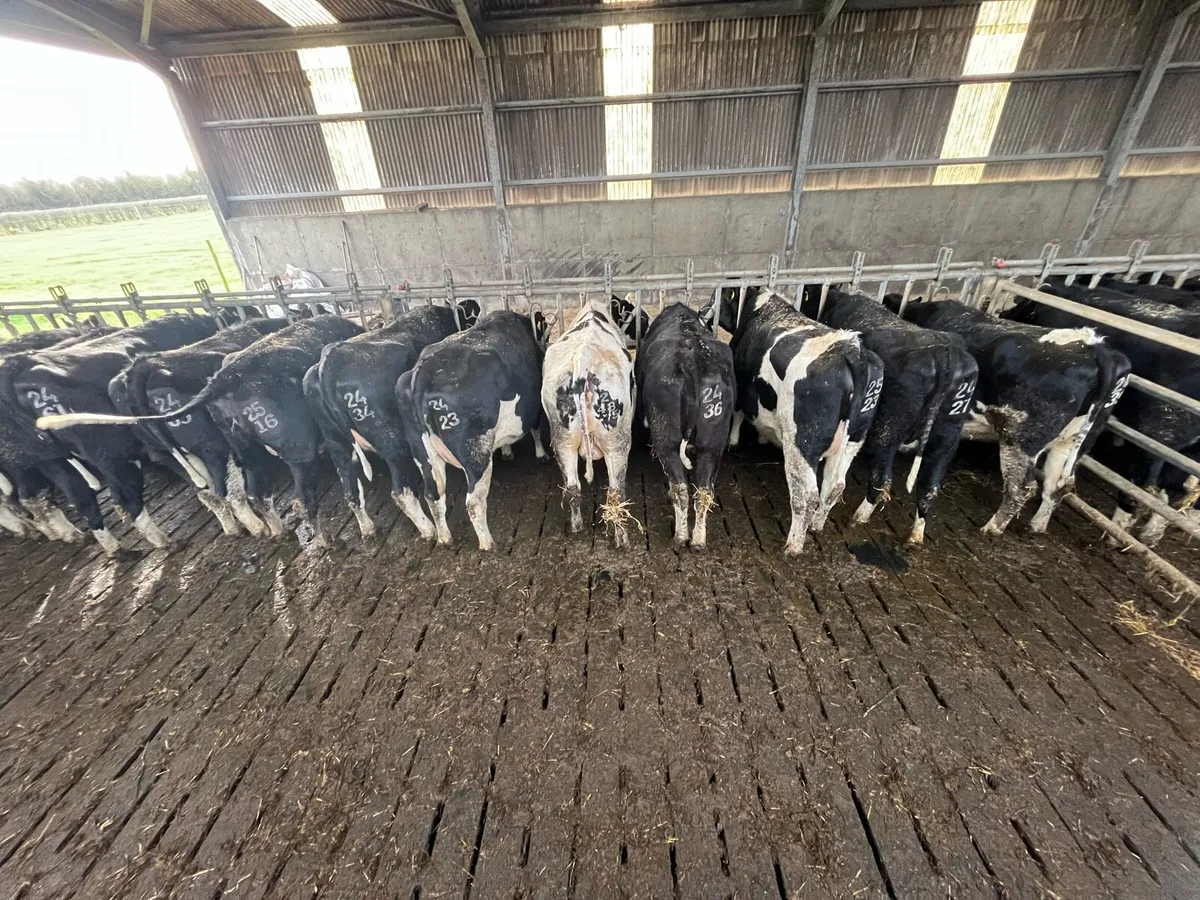 IN CALF HEIFERS - Image 1