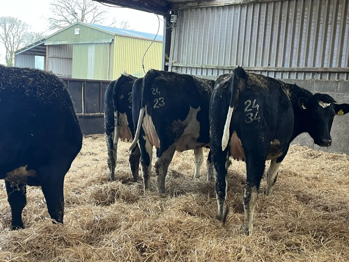 IN CALF HEIFERS - Image 2
