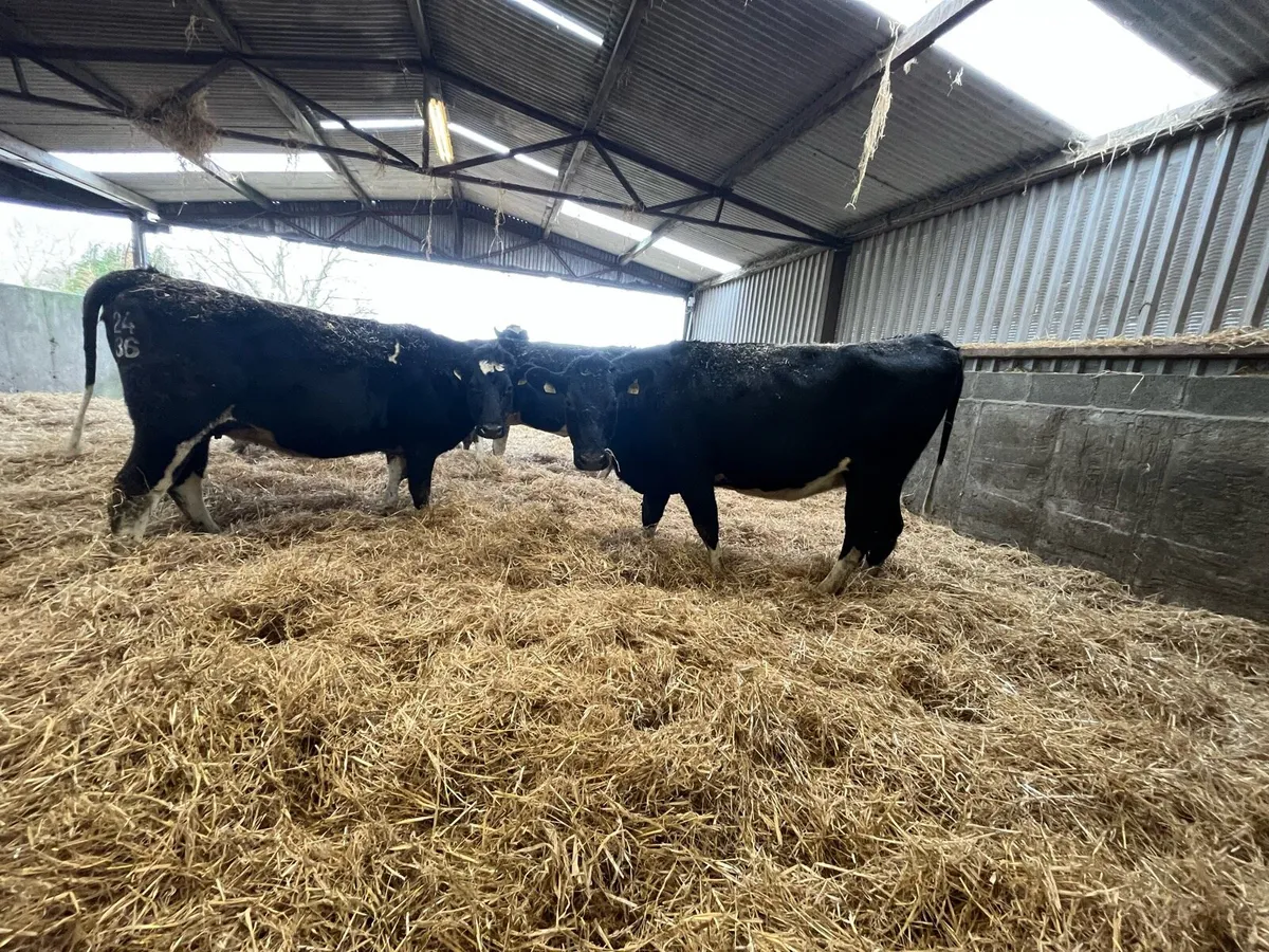 IN CALF HEIFERS - Image 3