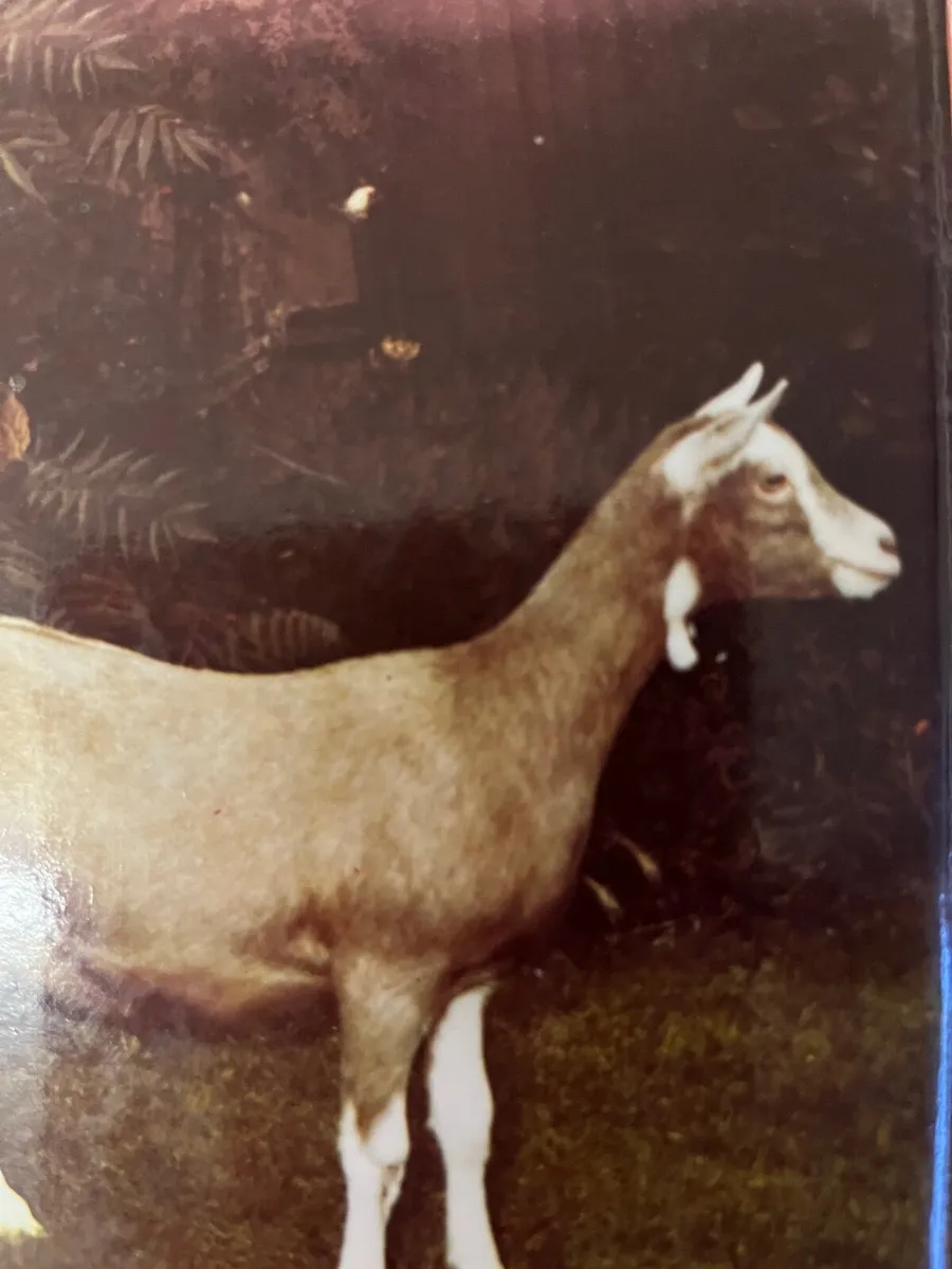 Goats - Image 1