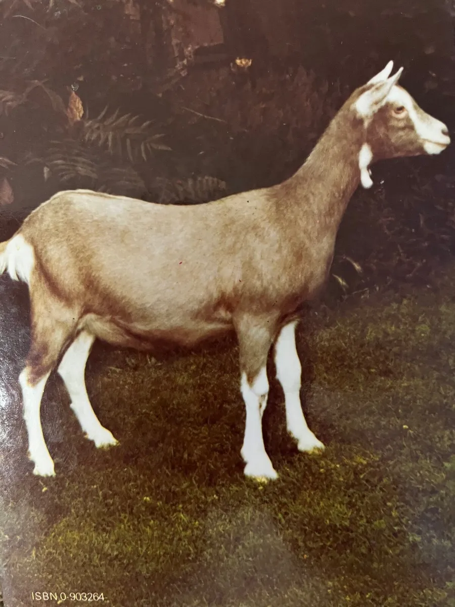 Goats - Image 4