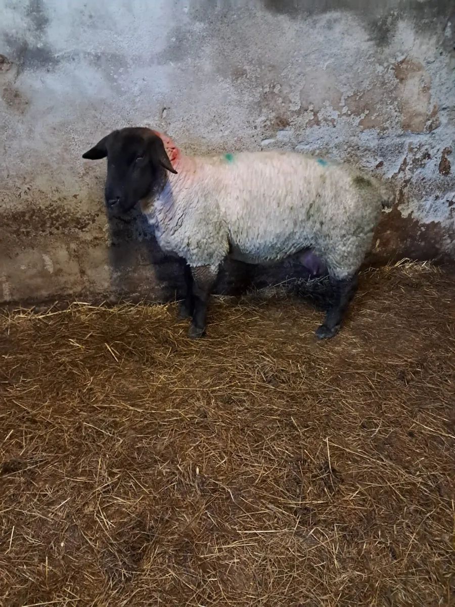 Second crop ewe - Image 1