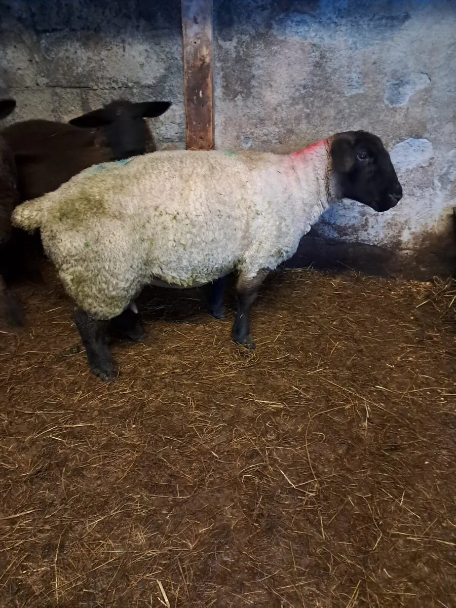 Second crop ewe - Image 2