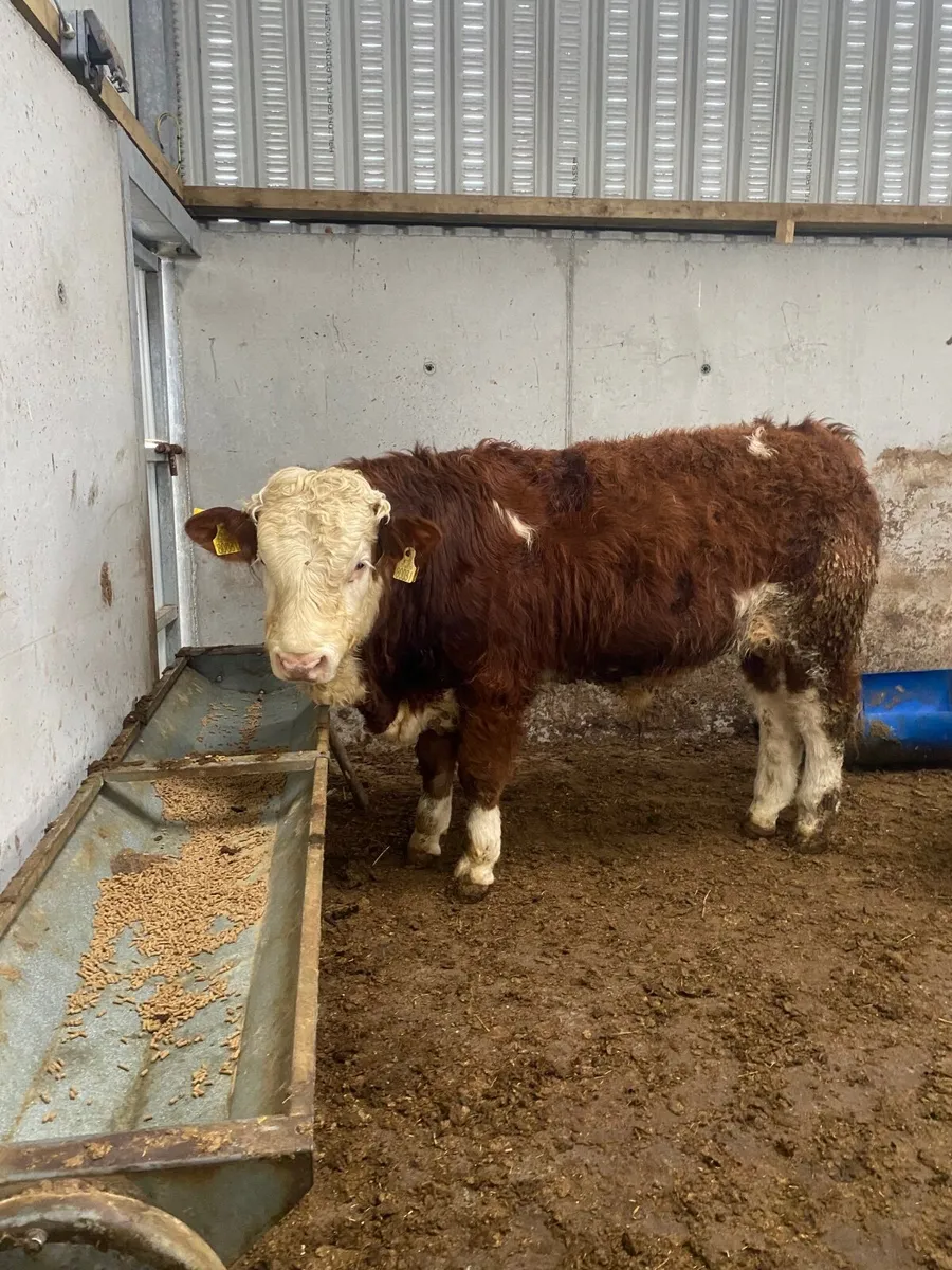 Bull Simmental - Image 1