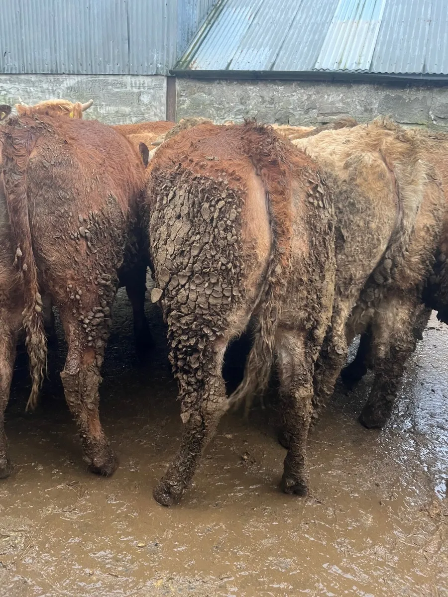 Store heifers - Image 3