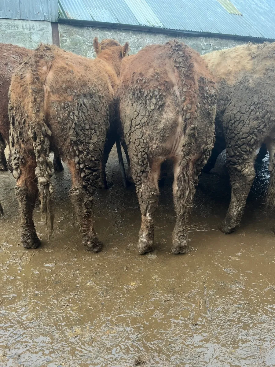 Store heifers - Image 4
