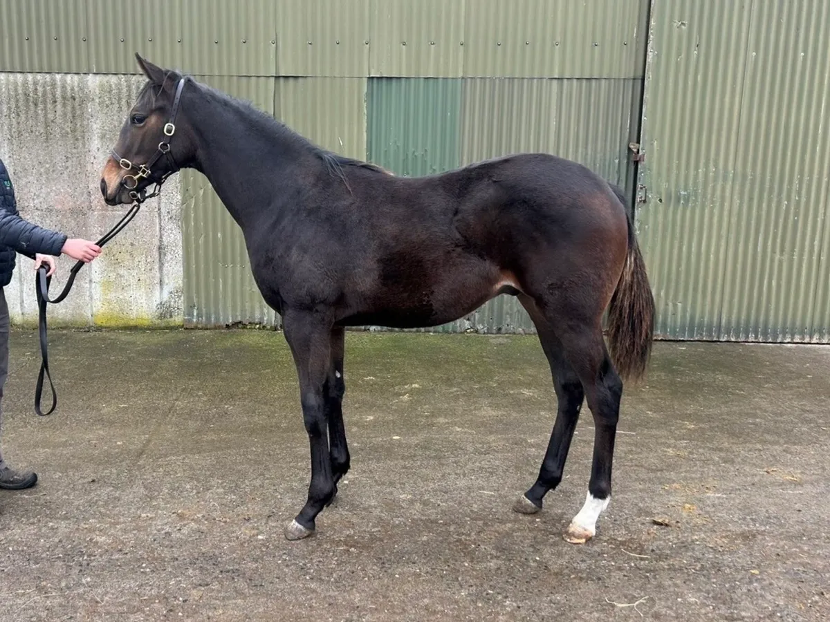 Thoroughbred Yearling - Image 1