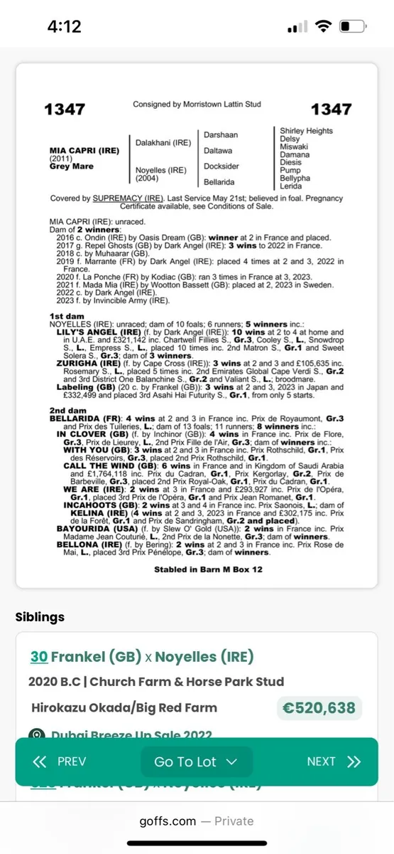 Thoroughbred Yearling - Image 2