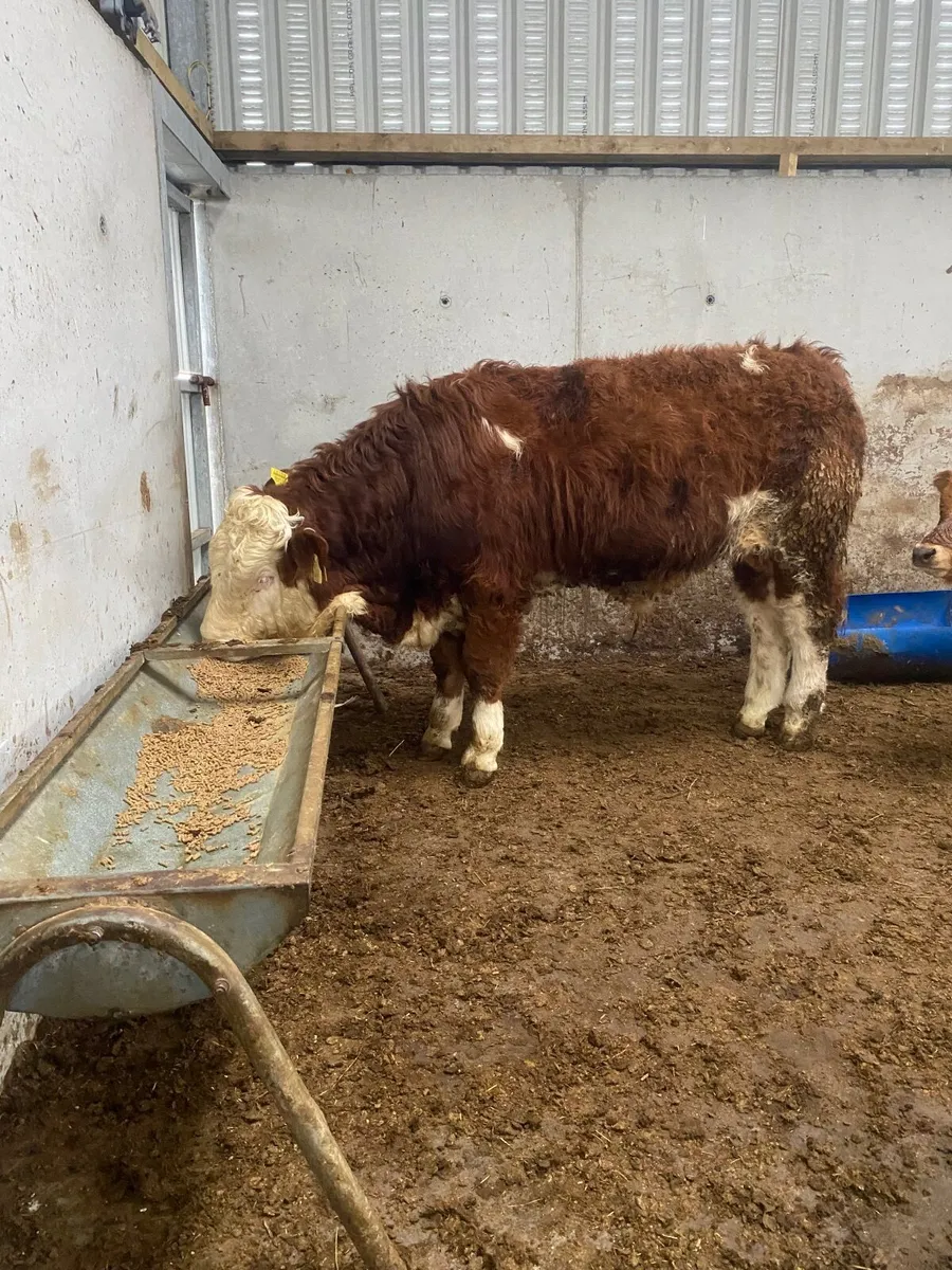 Bull Simmental - Image 2