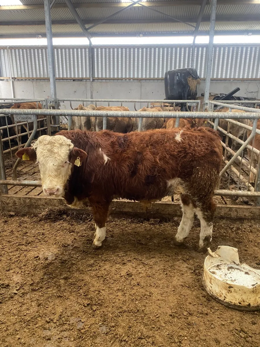 Bull Simmental - Image 3